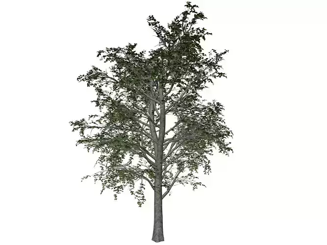 European Linden Tree - 03 - 3D model