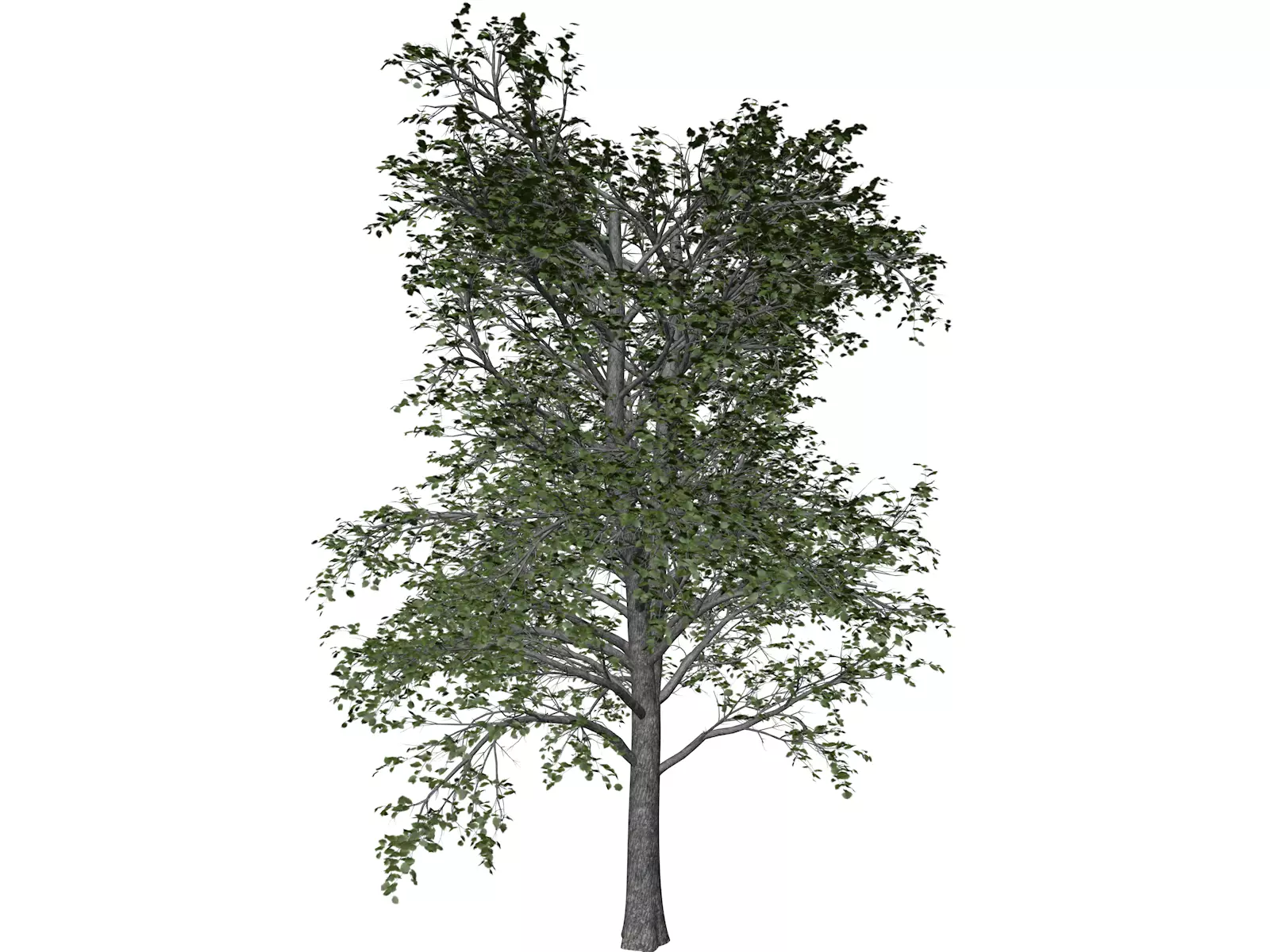 European Linden Tree - 04 - 3D model_0
