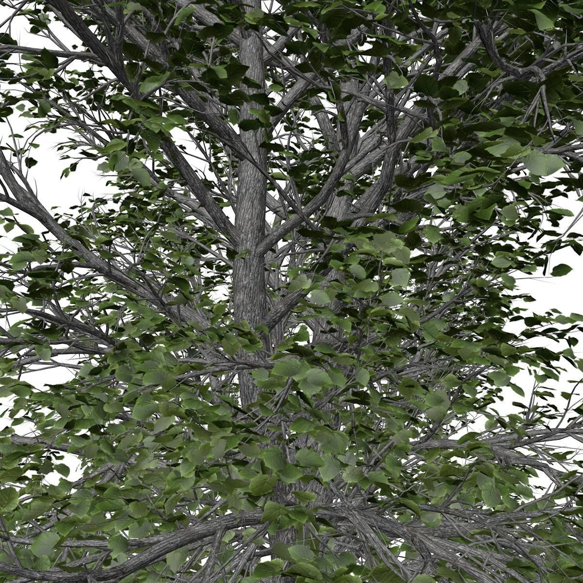 European Linden Tree - 04 - 3D model_3