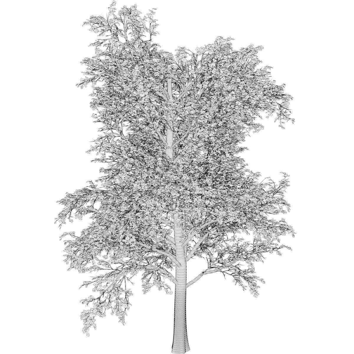 European Linden Tree - 04 - 3D model_2