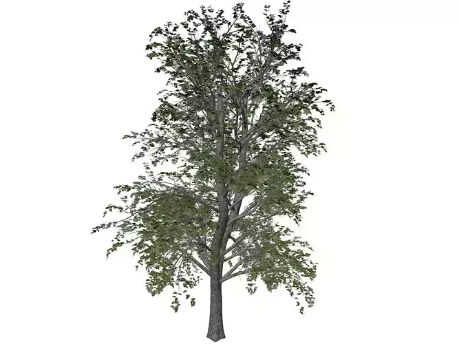 European Linden Tree - 05 - 3D model