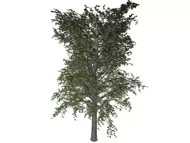 European Linden Tree - 06 - 3D model