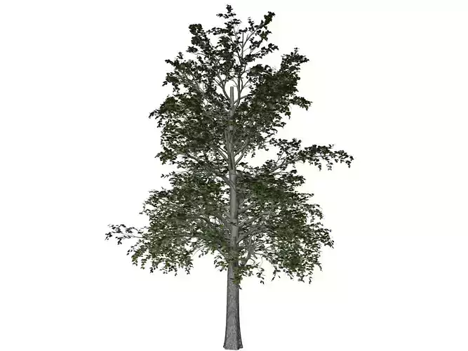 European Linden Tree - 07 - 3D model