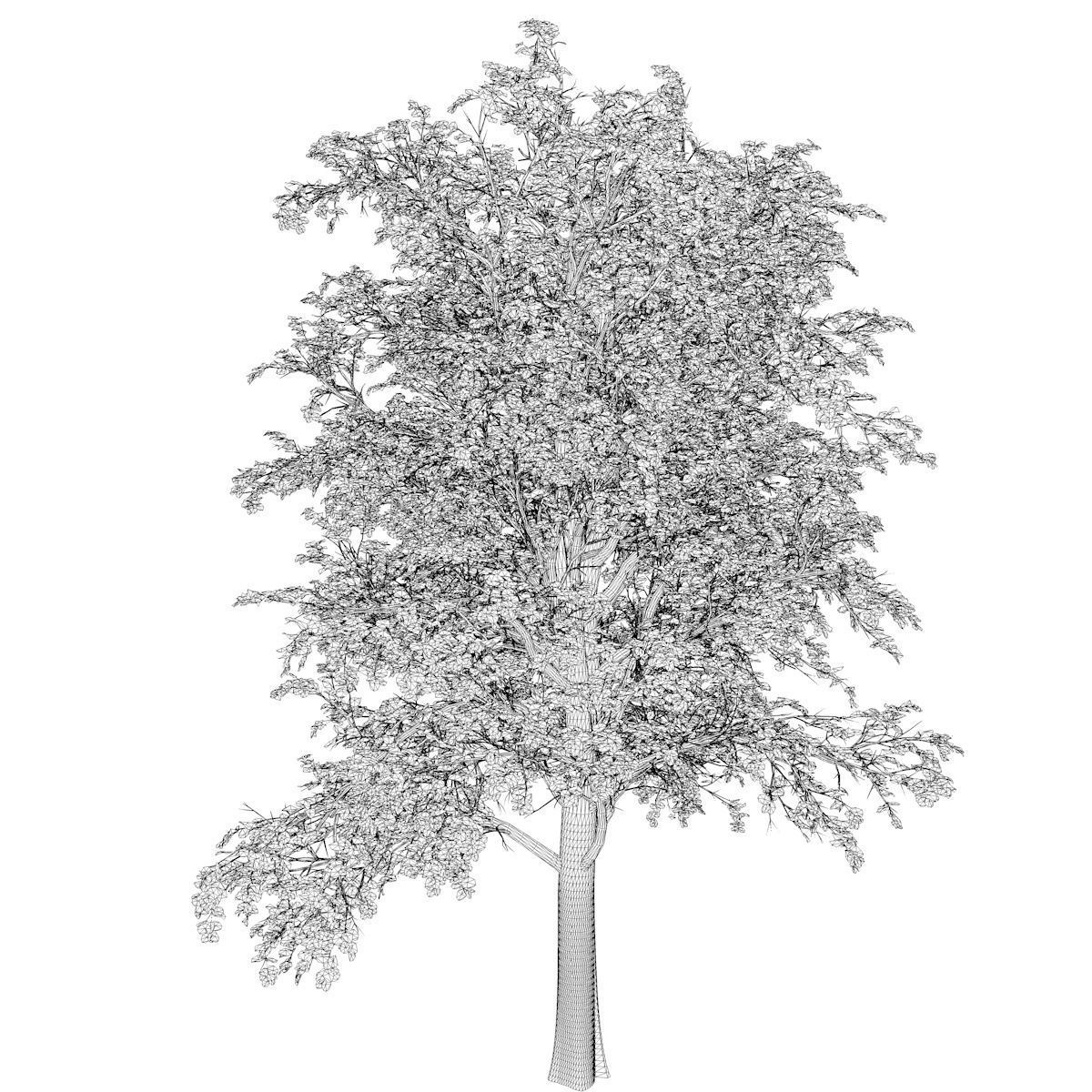 European Linden Tree - 08 - 3D model_2