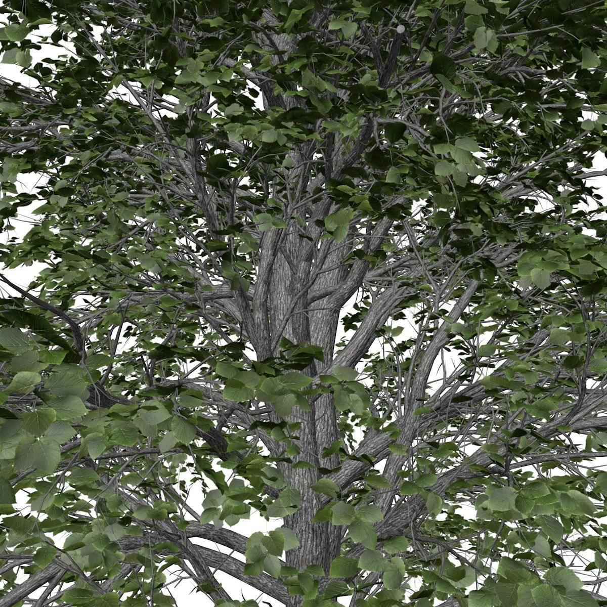 European Linden Tree - 08 - 3D model_3