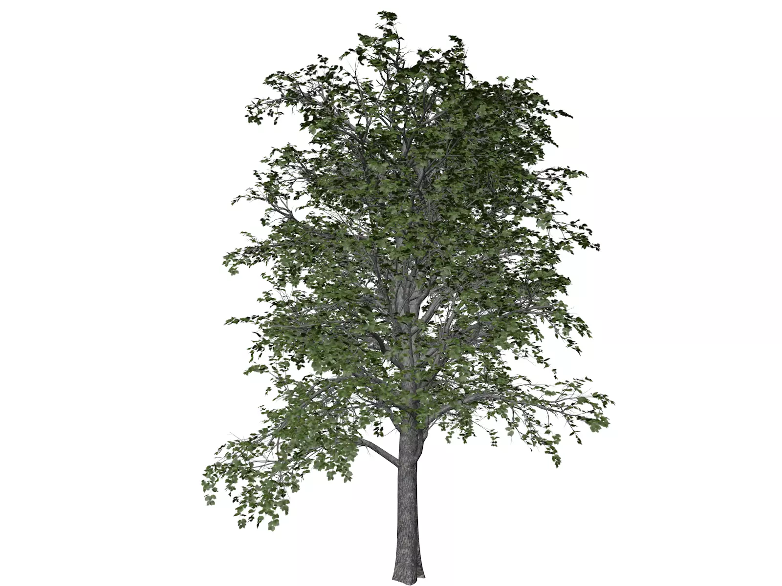 European Linden Tree - 08 - 3D model_0