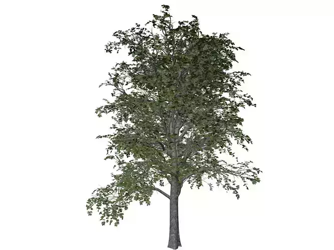 European Linden Tree - 08 -