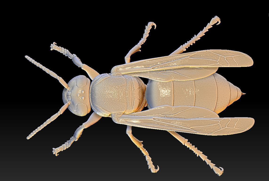 Wasp three different poses and nest 3D print model_5