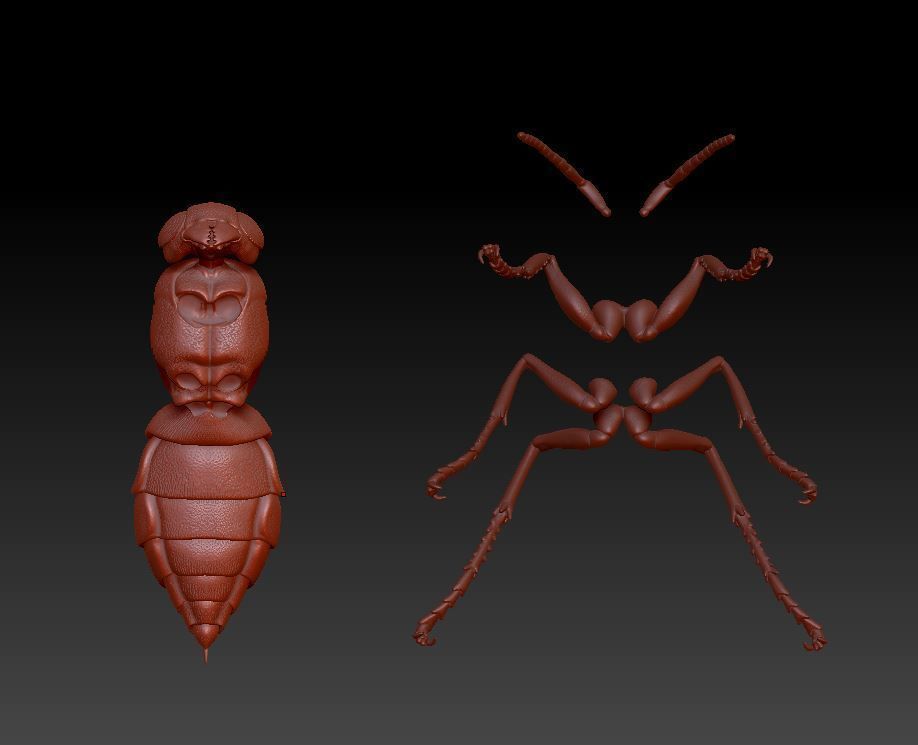Wasp three different poses and nest 3D print model_11