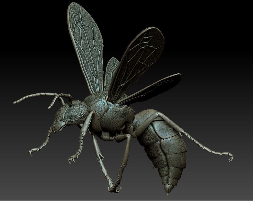 Wasp three different poses and nest 3D print model_2