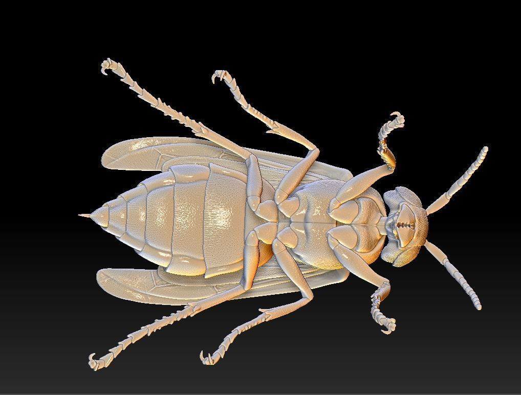 Wasp three different poses and nest 3D print model_6