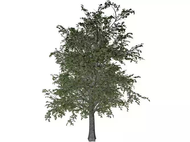 European Linden Tree - 09 -