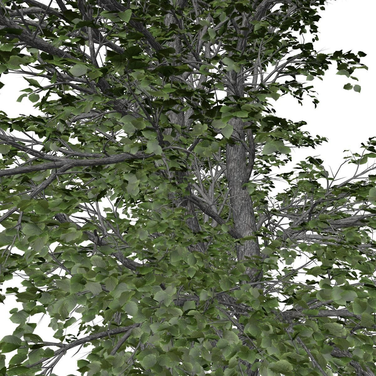 European Linden Tree - 10 - 3D model_3