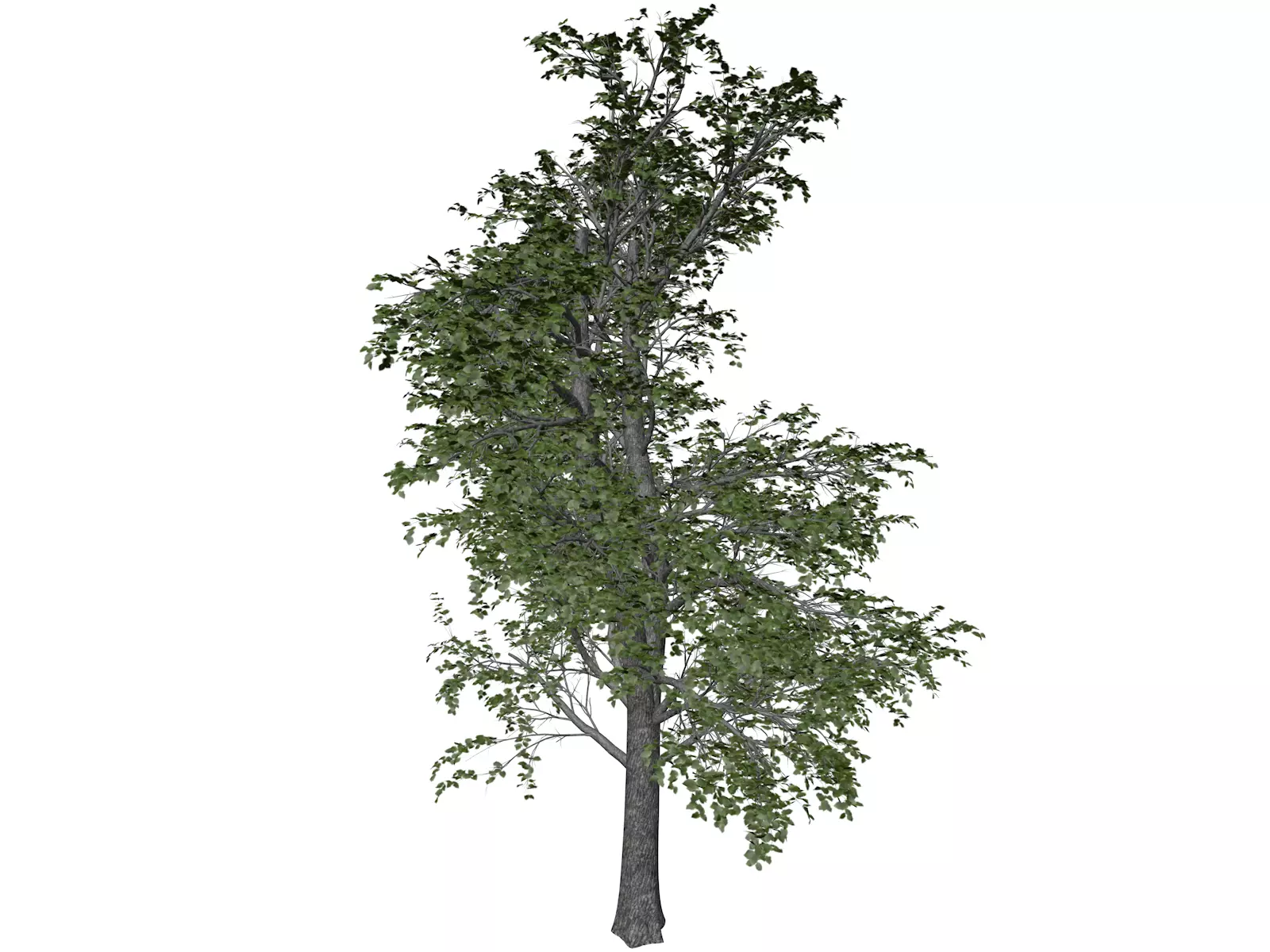 European Linden Tree - 10 - 3D model_0