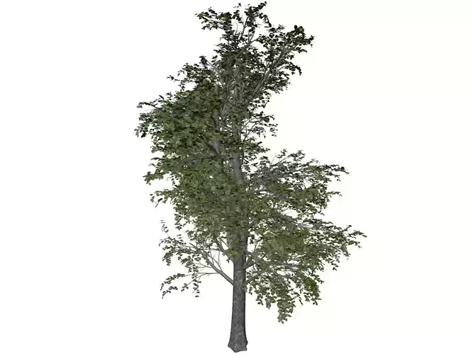 European Linden Tree - 10 -