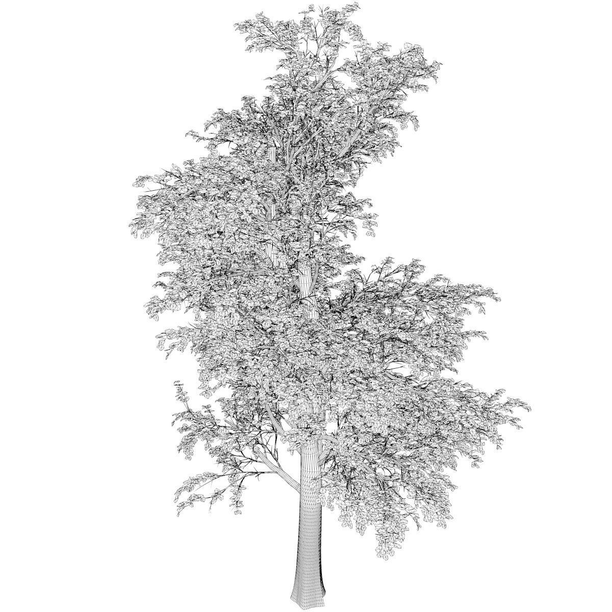 European Linden Tree - 10 - 3D model_2