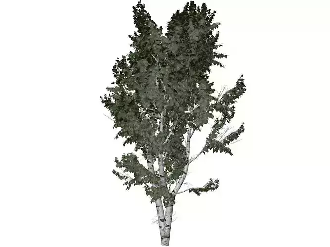 European White Birch Tree - 01 -