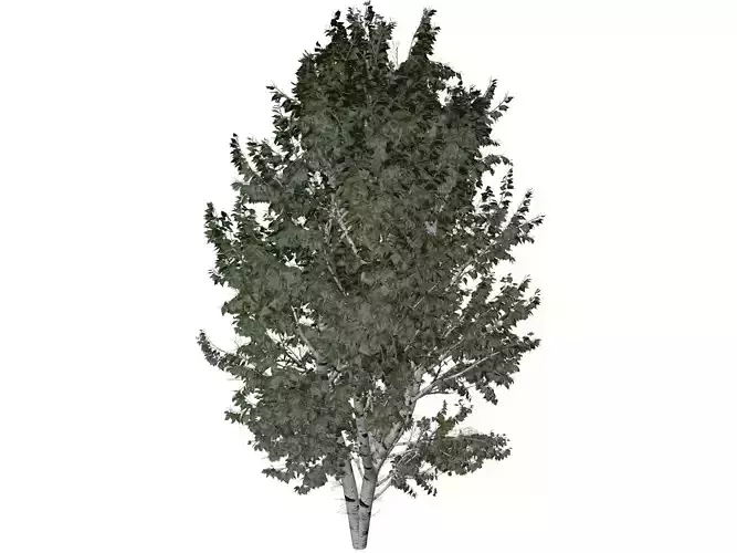 European White Birch Tree - 03 -