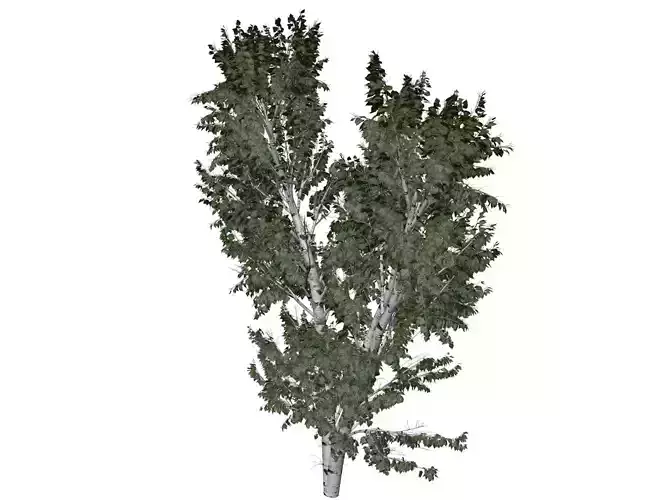 European White Birch Tree - 04 -