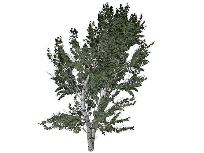 European White Birch Tree - 05 - 3D model