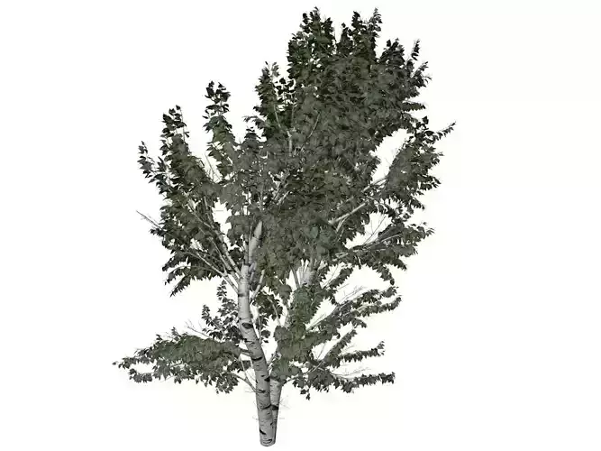 European White Birch Tree - 05 -