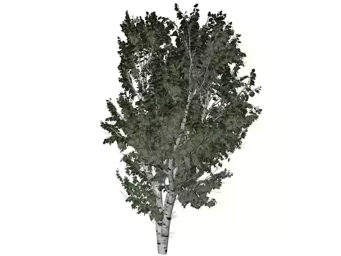 European White Birch Tree - 06 -