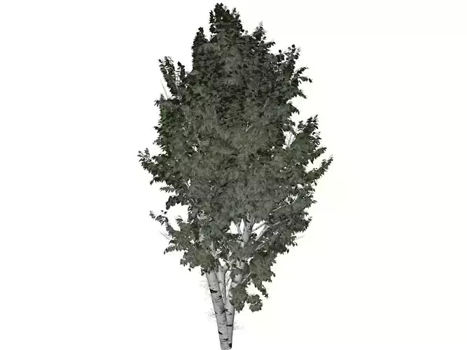 European White Birch Tree - 07 -