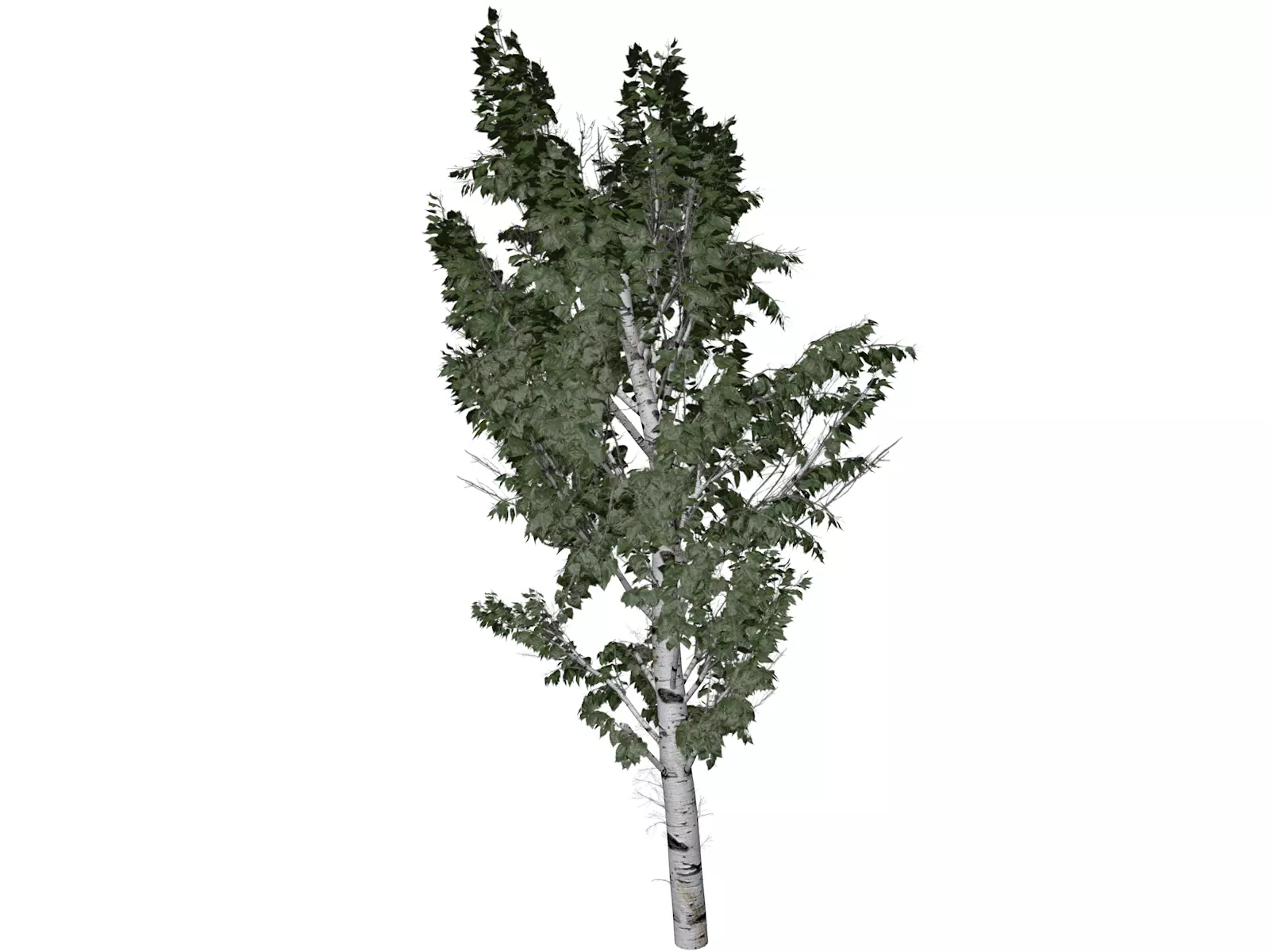 European White Birch Tree - 08 - 3D model