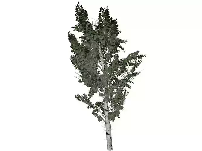 European White Birch Tree - 08 -