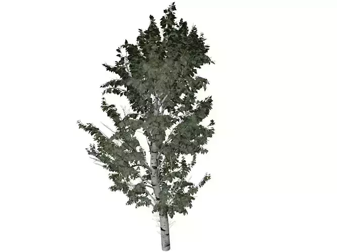 European White Birch Tree - 09 -