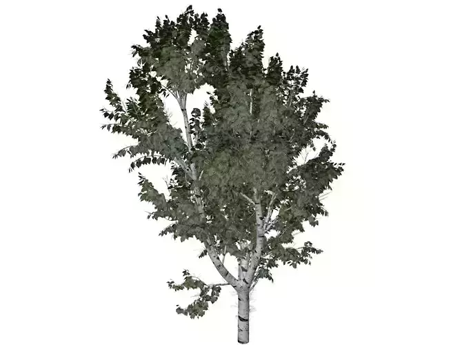 European White Birch Tree - 10 -