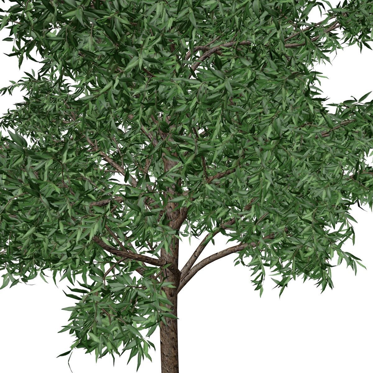 Flooded Gum Tree - 02 - 3D model_3