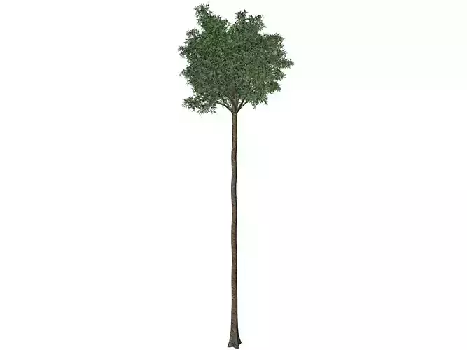 Flooded Gum Tree - 09 -