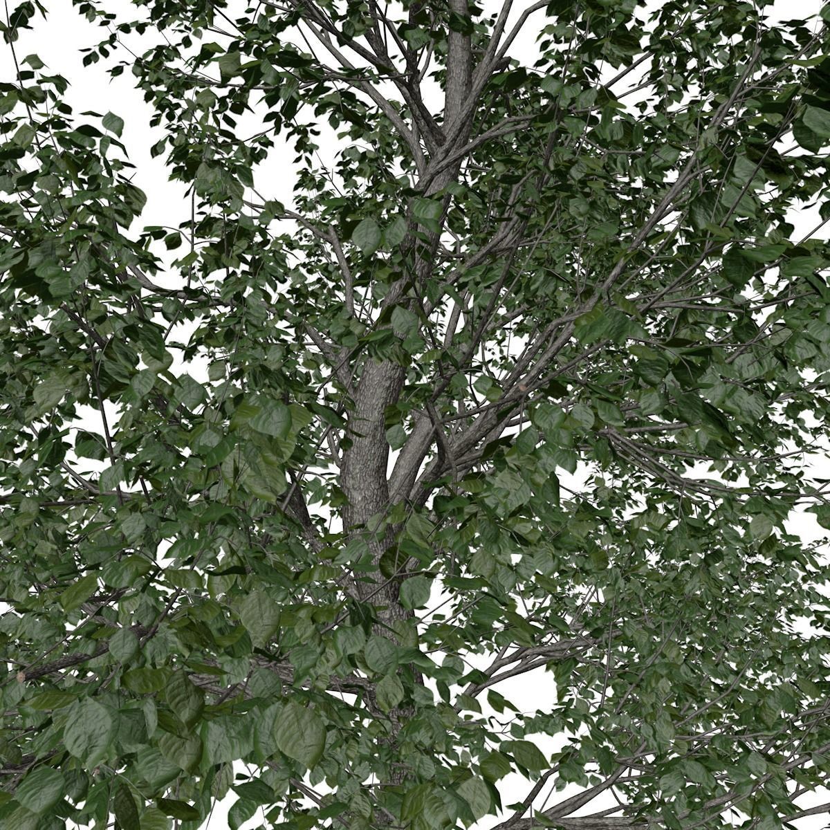 Green Ash Tree - 01 - 3D model_3