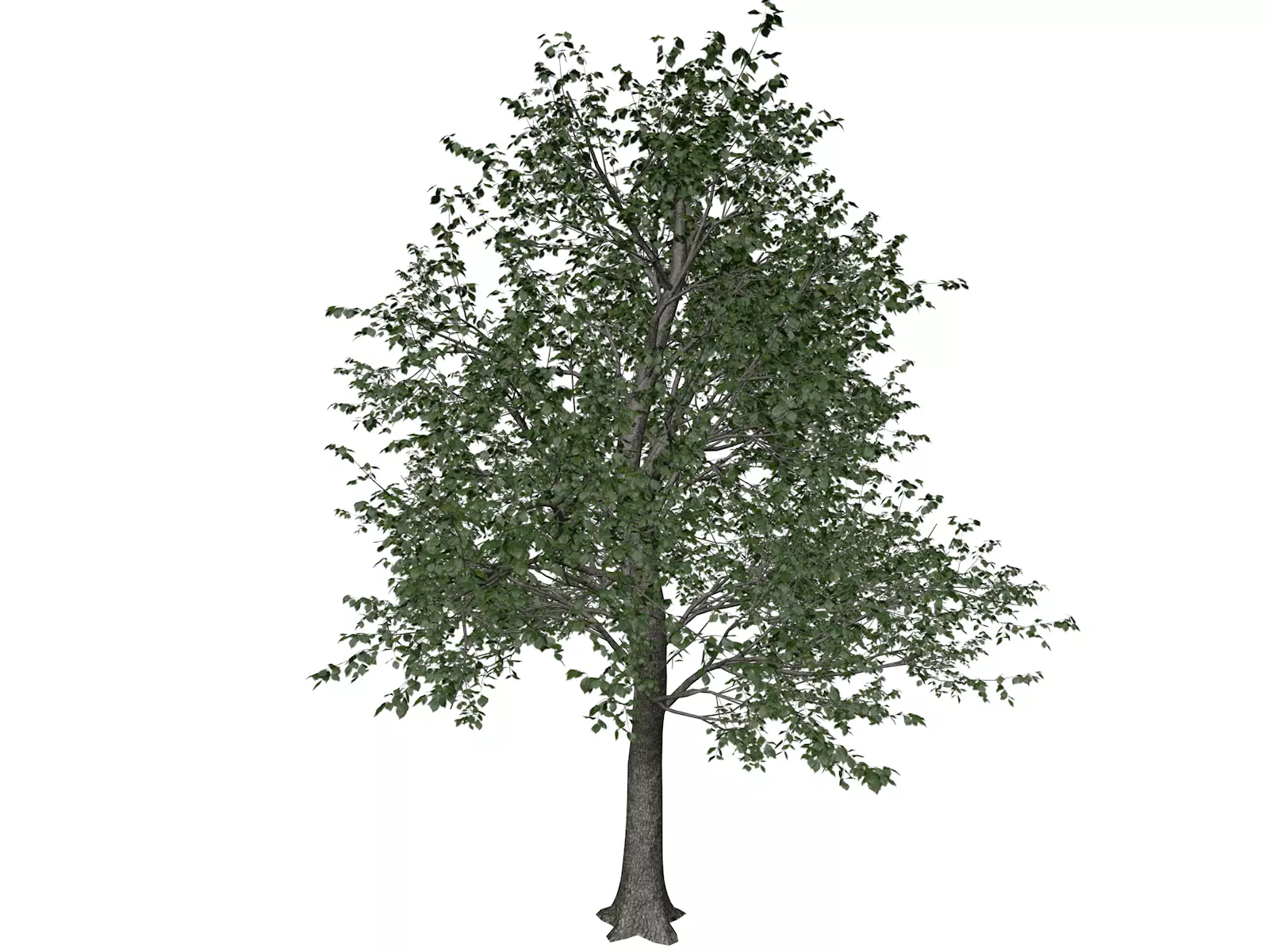 Green Ash Tree - 01 - 3D model_0
