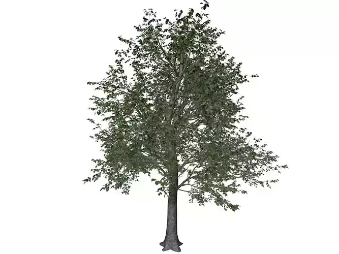 Green Ash Tree - 01 - 3D model