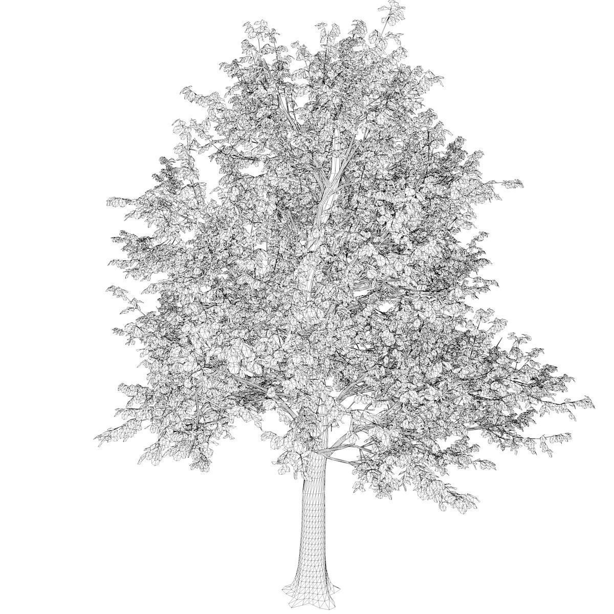 Green Ash Tree - 01 - 3D model_2