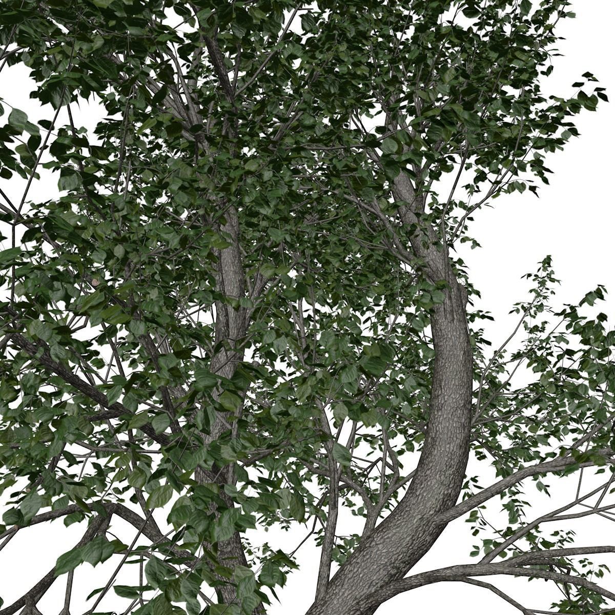 Green Ash Tree - 02 - 3D model_3