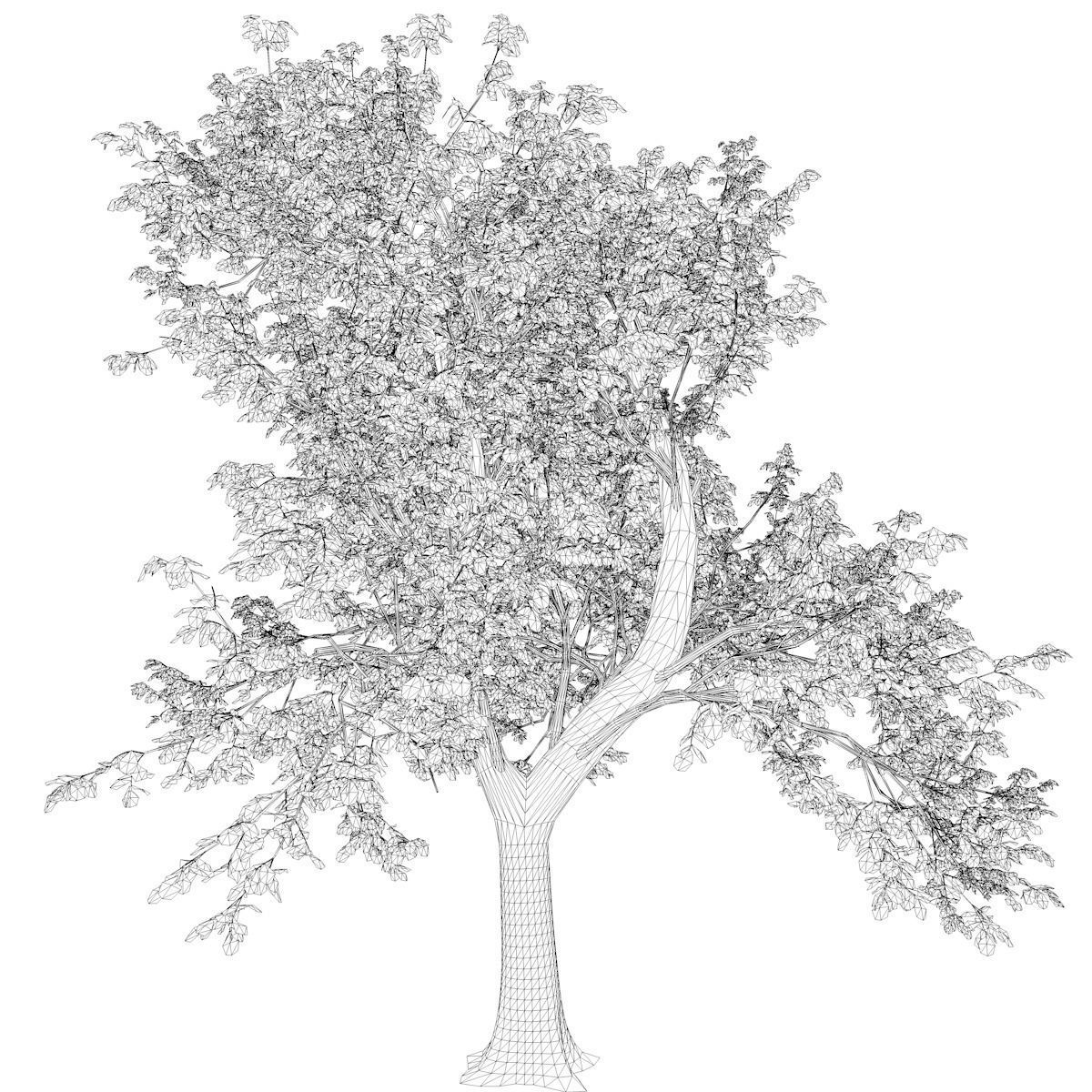 Green Ash Tree - 02 - 3D model_2