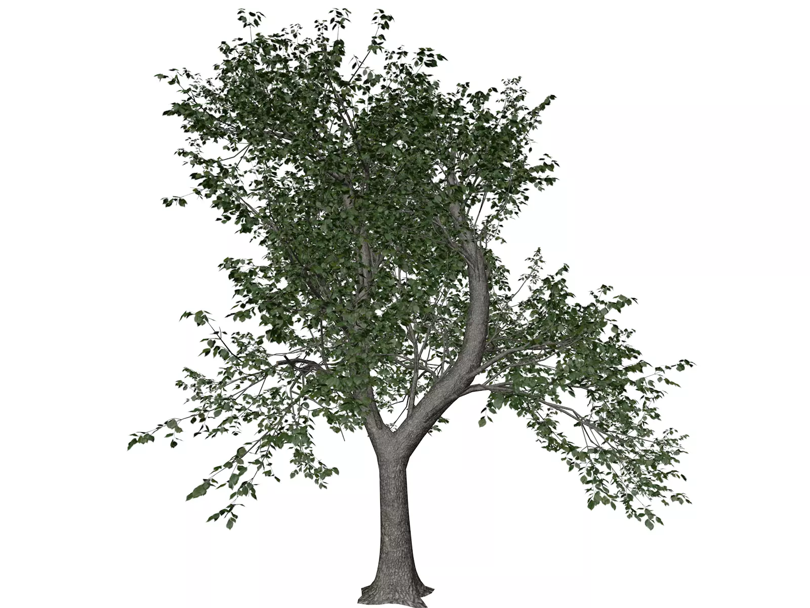 Green Ash Tree - 02 - 3D model_0