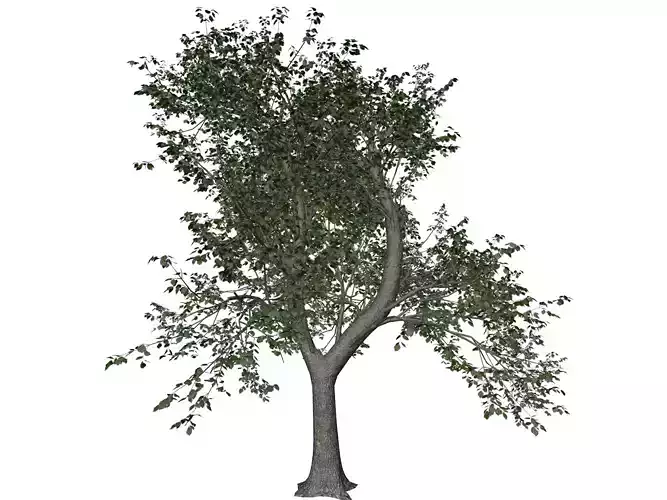 Green Ash Tree - 02 - 3D model