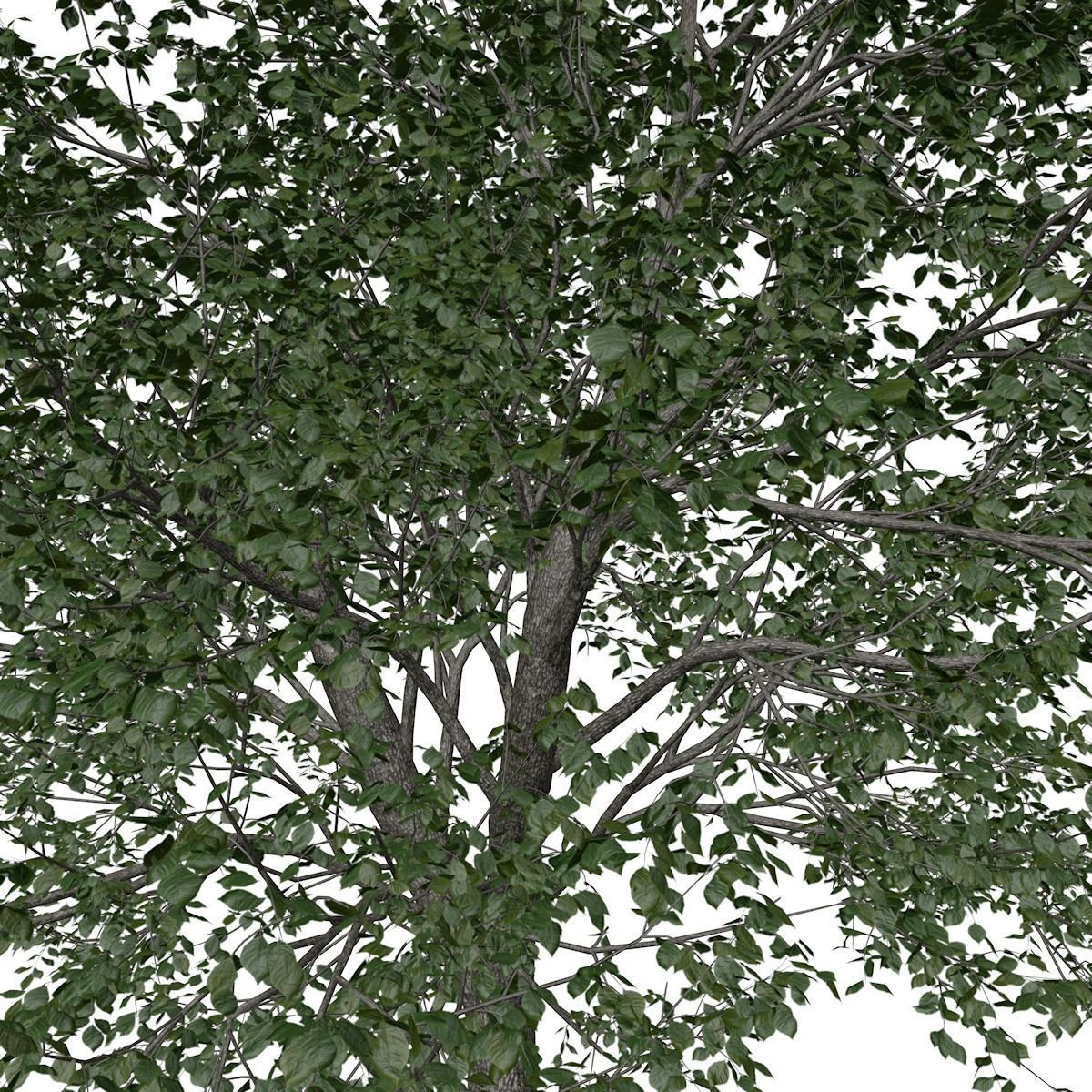 Green Ash Tree - 03 - 3D model_3