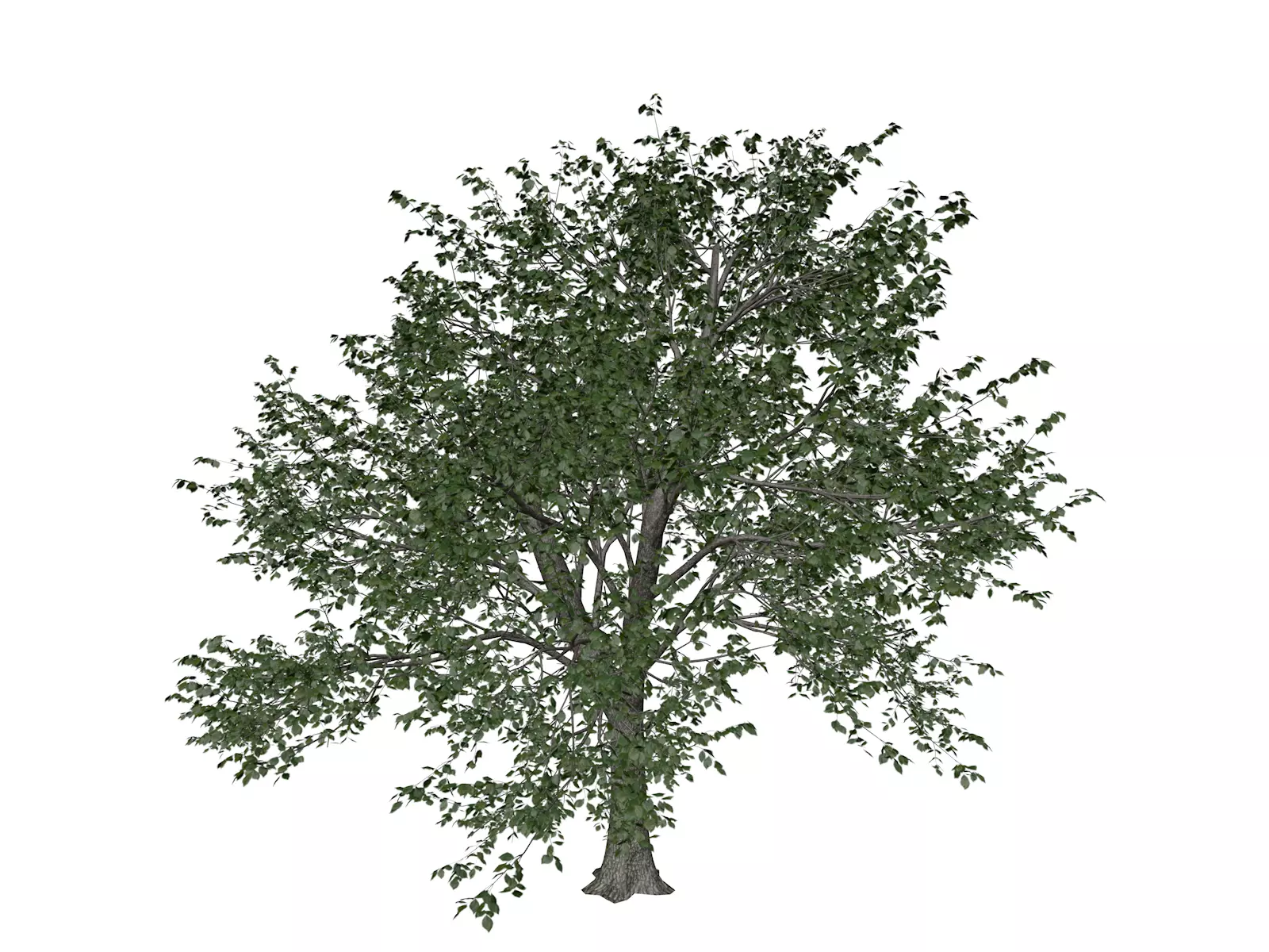 Green Ash Tree - 03 - 3D model_0