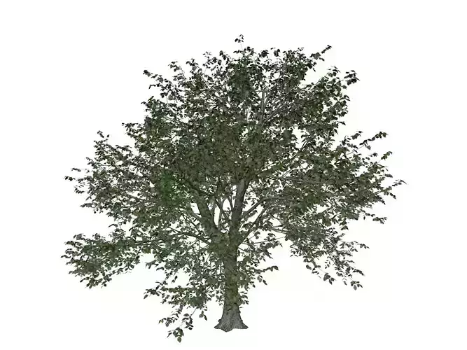Green Ash Tree - 03 - 3D model