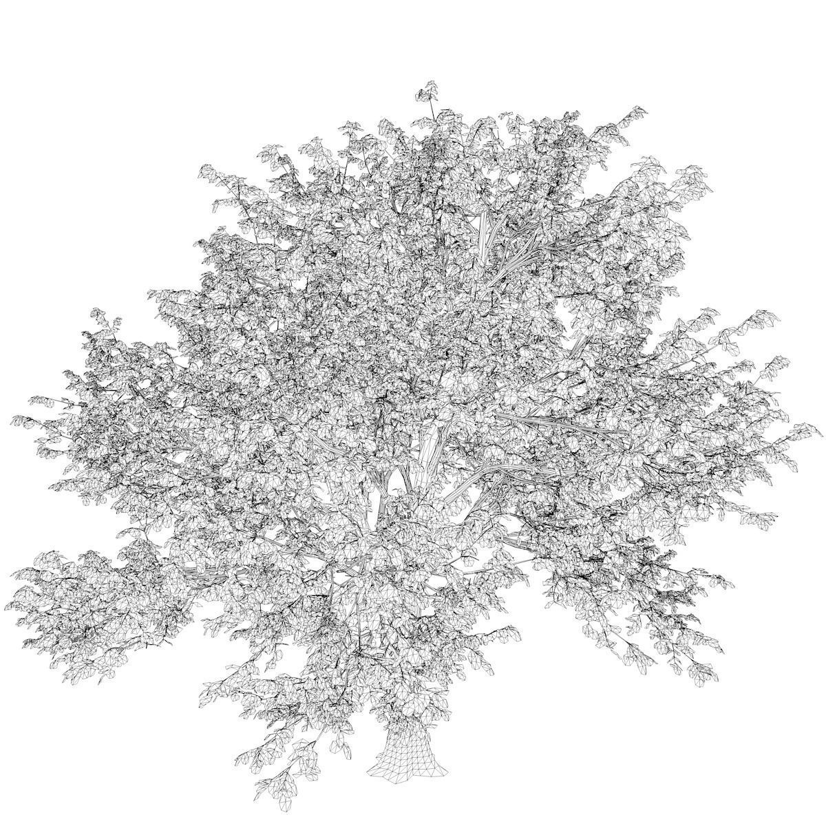 Green Ash Tree - 03 - 3D model_2