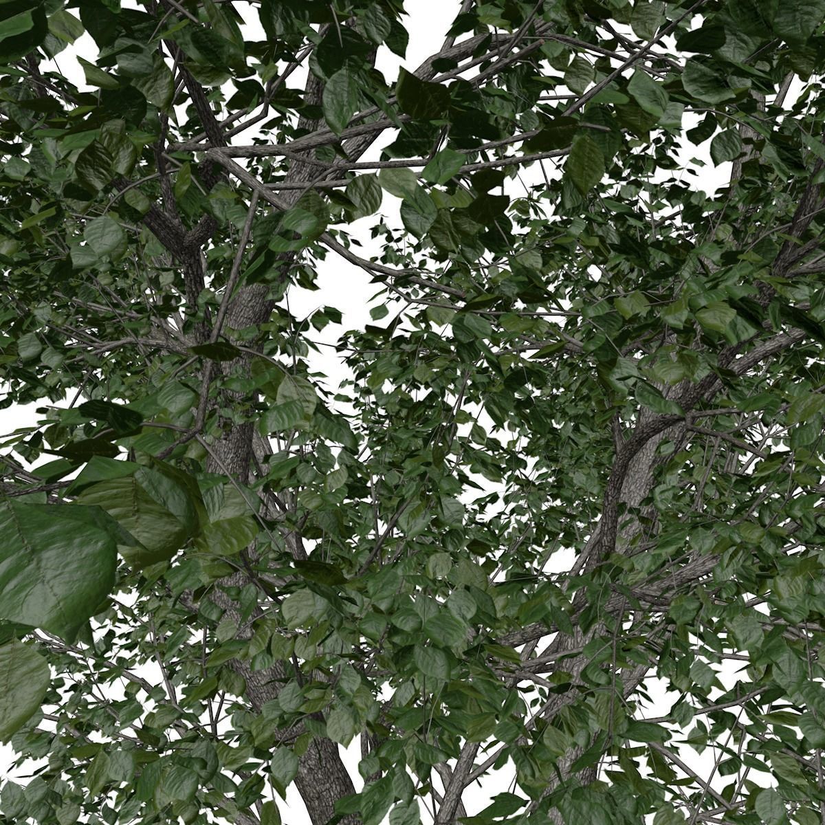 Green Ash Tree - 04 - 3D model_3
