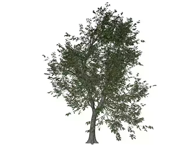 Green Ash Tree - 04 - 3D model