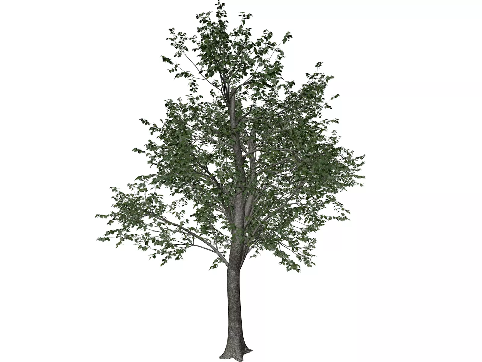 Green Ash Tree - 05 - 3D model_0
