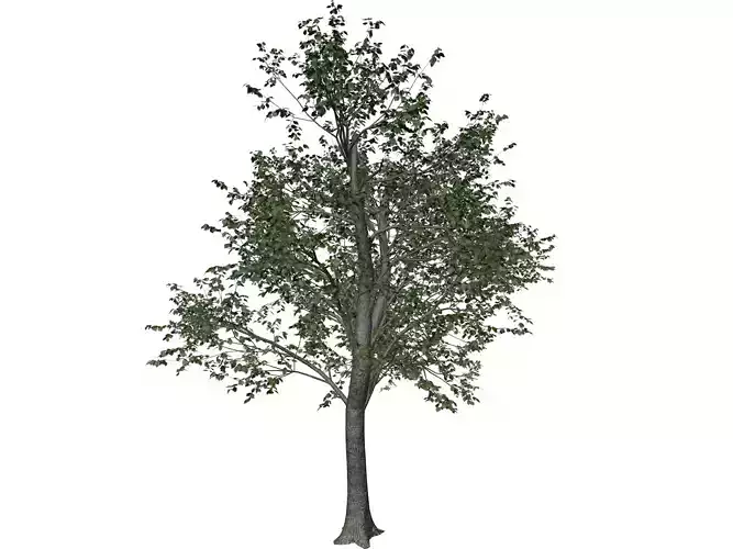 Green Ash Tree - 05 - 3D model