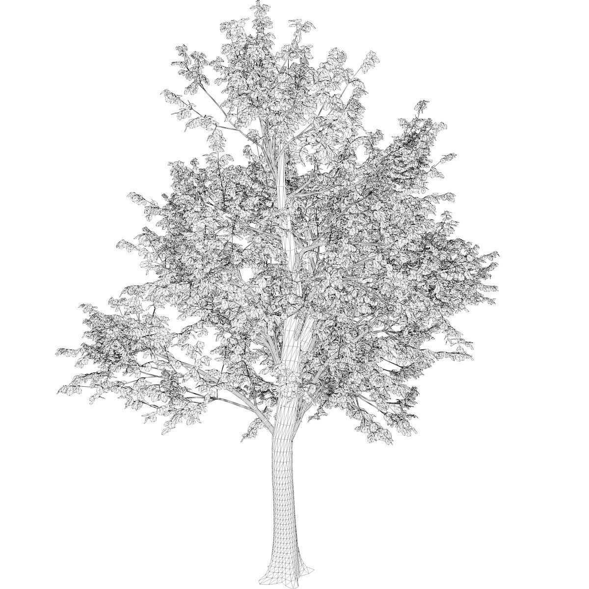 Green Ash Tree - 05 - 3D model_2